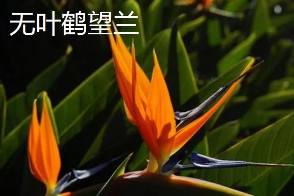 鹤望兰的品种，在我国是稀有的名贵花卉