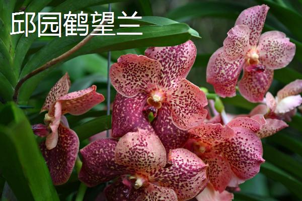 鹤望兰的品种，在我国是稀有的名贵花卉