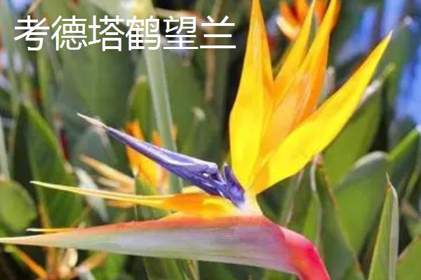 鹤望兰的品种，在我国是稀有的名贵花卉