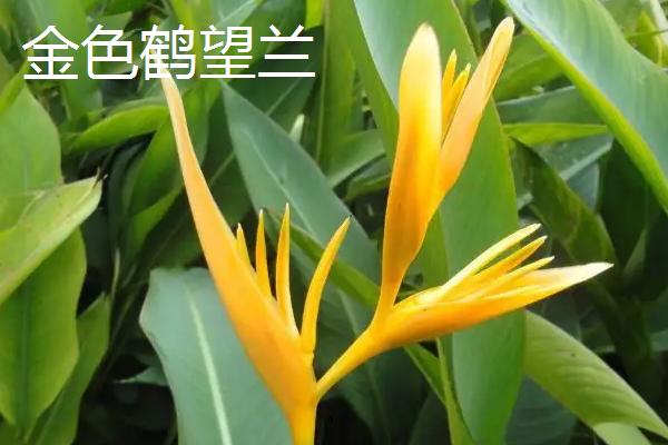鹤望兰的品种，在我国是稀有的名贵花卉