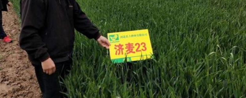 济麦23品种介绍