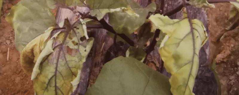 茄子叶片发黄掉落的原因