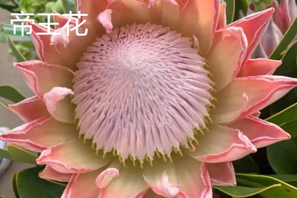 帝王花与公主花的区别，其实是一个花球