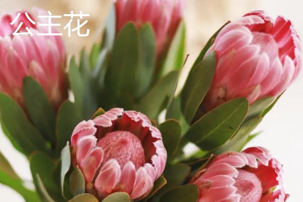 帝王花与公主花的区别，其实是一个花球