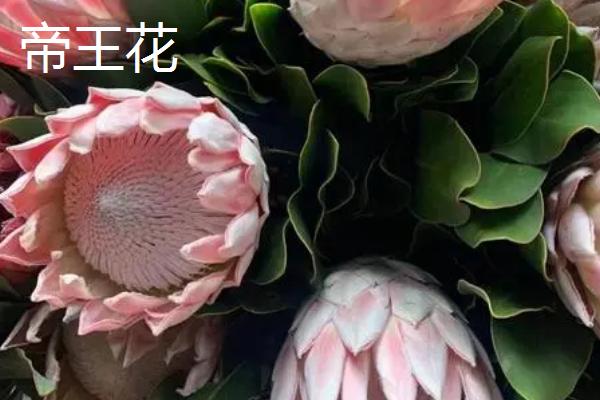 帝王花与公主花的区别，其实是一个花球