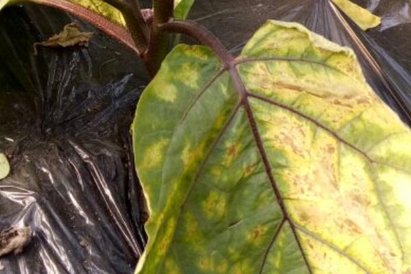 茄子叶片发黄的原因，需对症下药