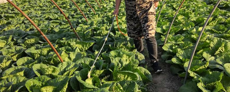 代森锌防治什么病害