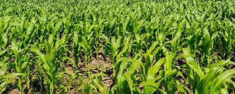 辽宁春玉米早春肥料管理技术