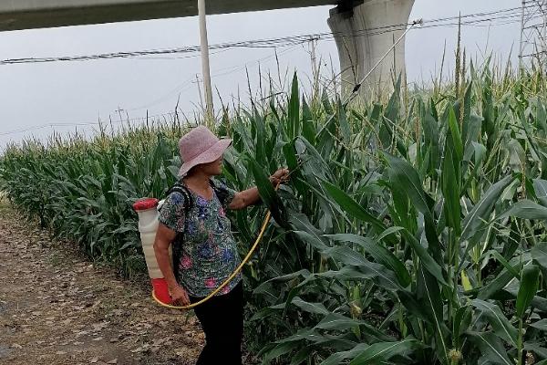 辽宁春玉米早春肥料管理技术，有机肥与化肥并重