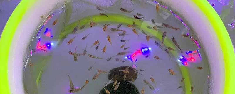 刚出生的小鱼崽怎么养