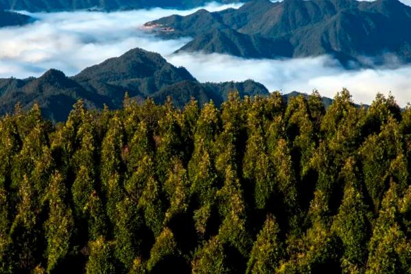 传统林业与现代林业的区别，取向和管理都不同