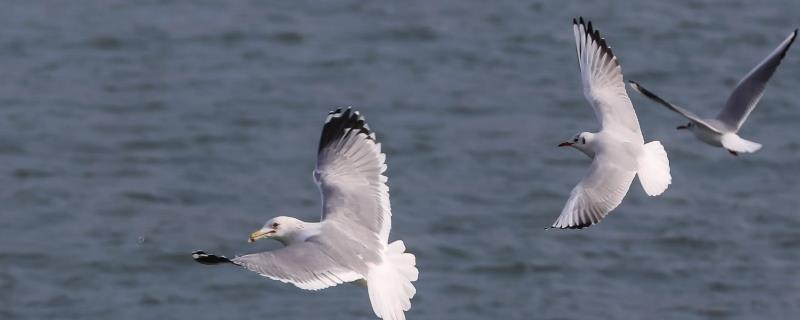 海鸥会不会捕鱼