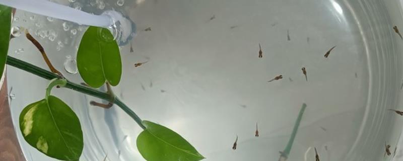 如何正确给鱼苗换水