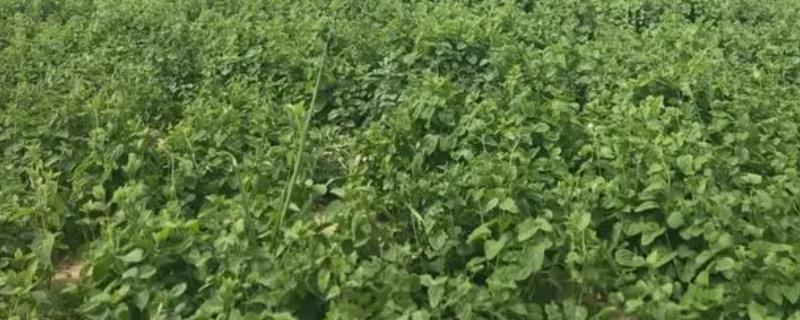党参的种植方法