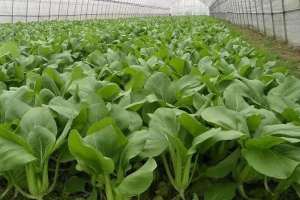 菜苗立枯病，是由丝核菌引起的病害