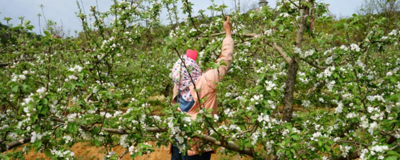 苹果树怎么疏花疏果