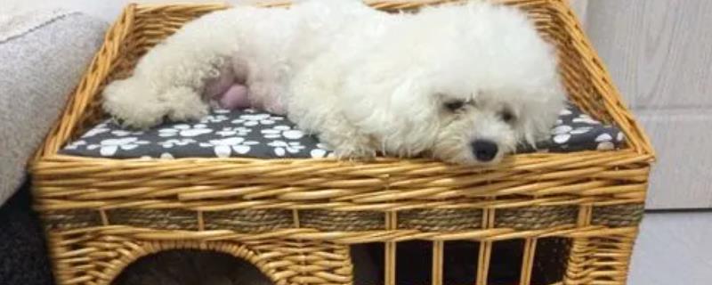 泰迪晚上叫的原因