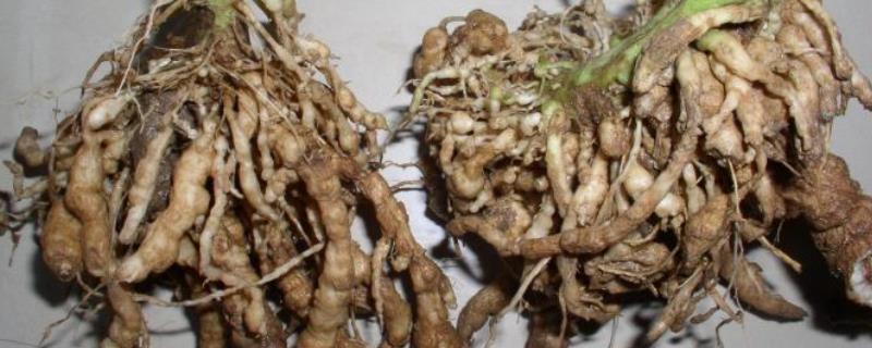 根结线虫的危害