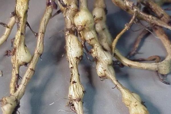 根结线虫的危害，是一种植物寄生性线虫