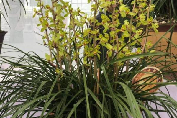 夏季兰花管理技术，高温、湿度大是高发病期