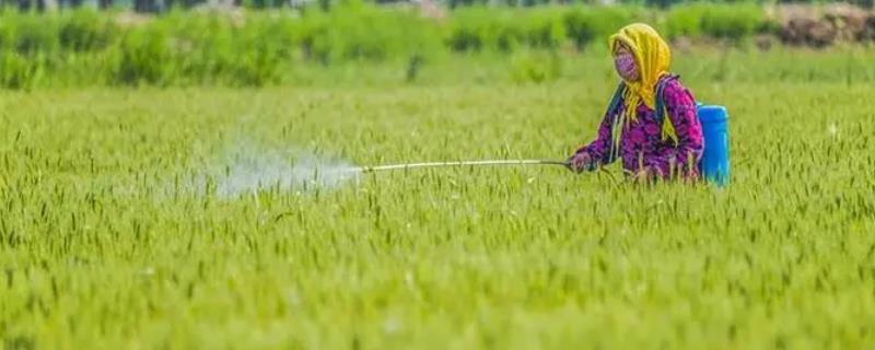 怎么合理控制成本使用农药