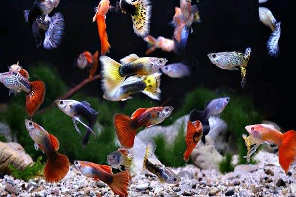 冬天孔雀鱼的适宜温度，适合稍微高一点的水温