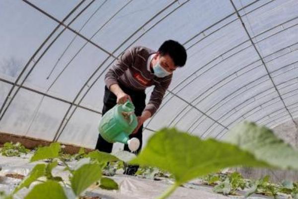 哈密瓜露天种植技术，土壤要有一定的肥力