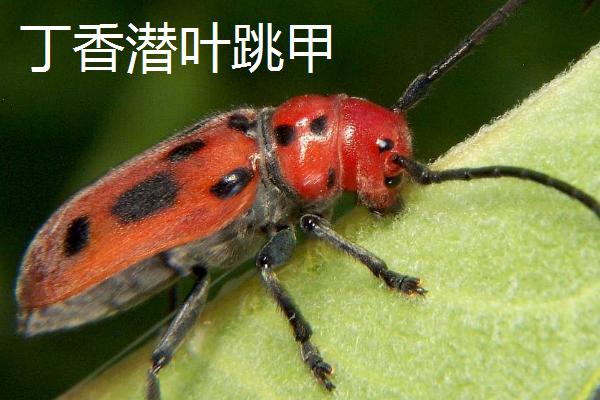 丁香的虫害及防治方法，需对症下药