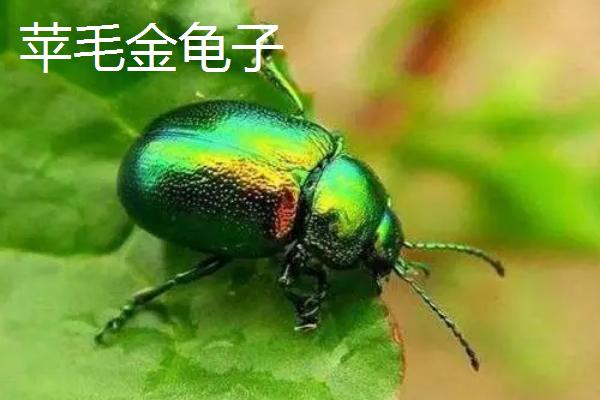 丁香的虫害及防治方法，需对症下药