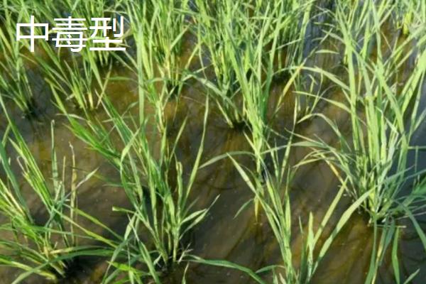 水稻坐蔸的类型，也称之为赤枯病