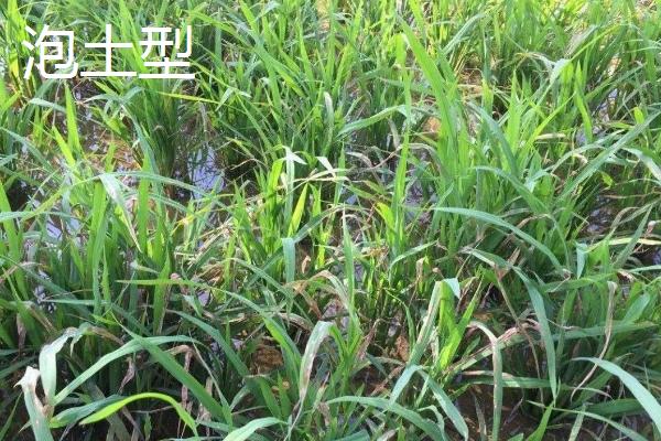 水稻坐蔸的类型，也称之为赤枯病