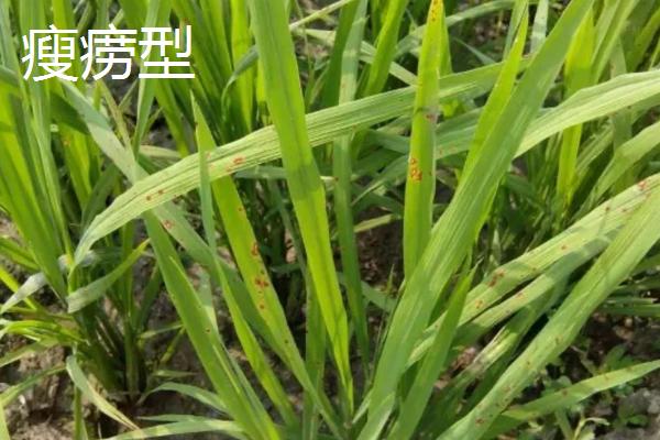 水稻坐蔸的类型，也称之为赤枯病