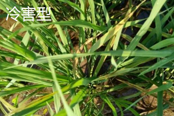 水稻坐蔸的类型，也称之为赤枯病