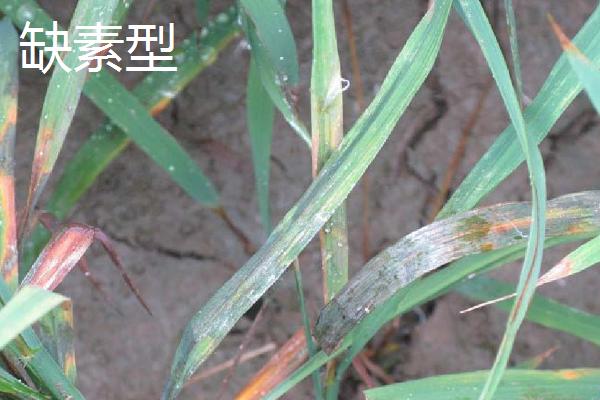 水稻坐蔸的类型，也称之为赤枯病