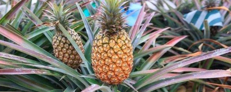 菠萝几月份下市