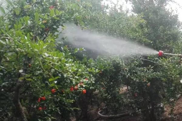 氨基寡糖素是杀菌剂吗，分为固态和液态两种类型