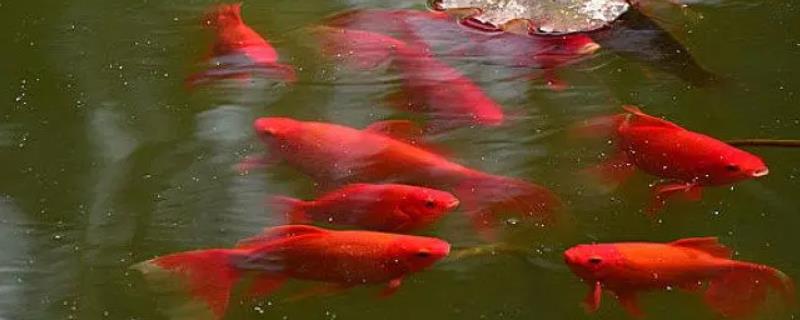 养红鲤鱼怎么避免死亡