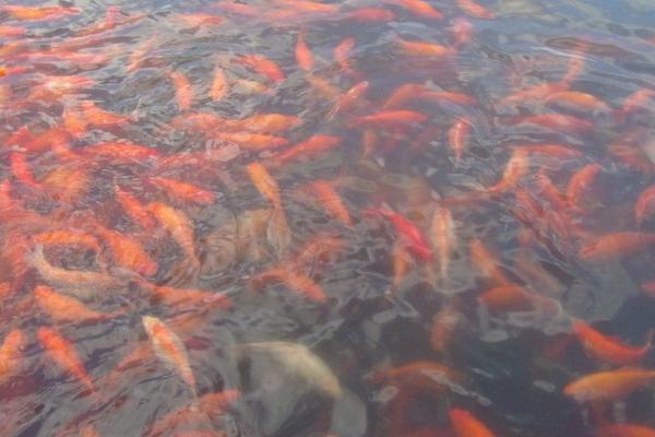 养红鲤鱼怎么避免死亡，可安装过滤器防止水质恶化