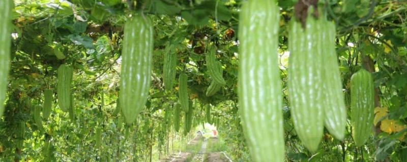 种植苦瓜打什么农药