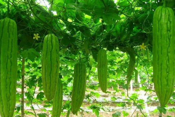 种植苦瓜打什么农药，主要取决于病虫害类型