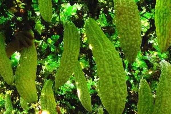 种植苦瓜打什么农药，主要取决于病虫害类型