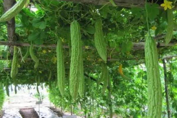 种植苦瓜打什么农药，主要取决于病虫害类型
