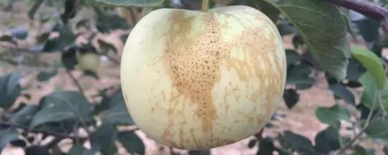 如何防治苹果果锈病