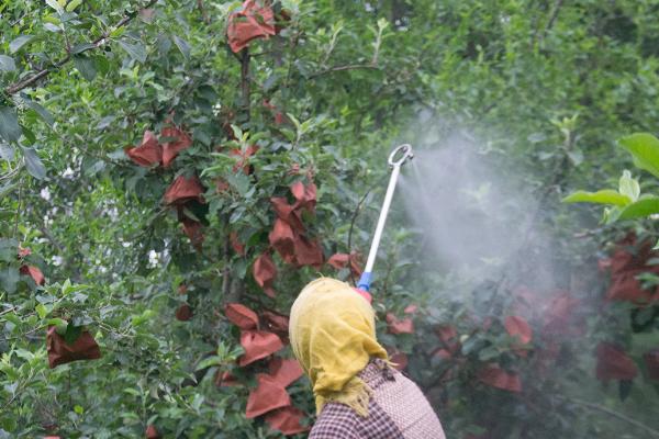 如何防治苹果果锈病，属于果实病害