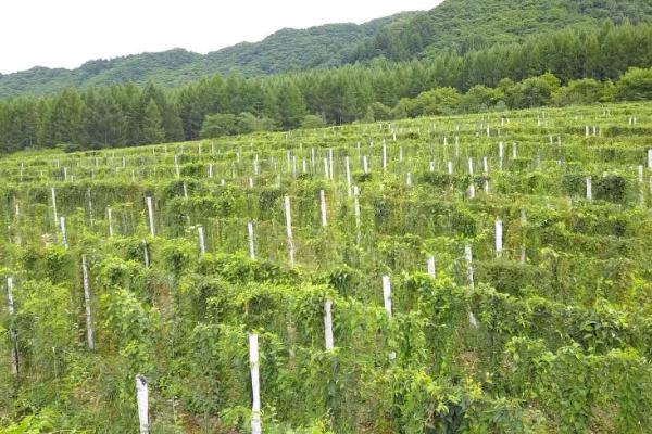 用什么土壤种植五味子，透气性较好的沙壤土更合适