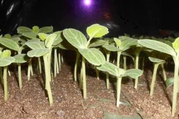 西瓜嫁接技术介绍，嫁接位置不能接触土壤和水分