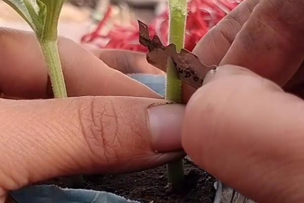 西瓜嫁接技术介绍，嫁接位置不能接触土壤和水分