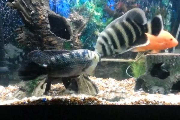 十间鱼好不好养吗，属于杂食性热带鱼