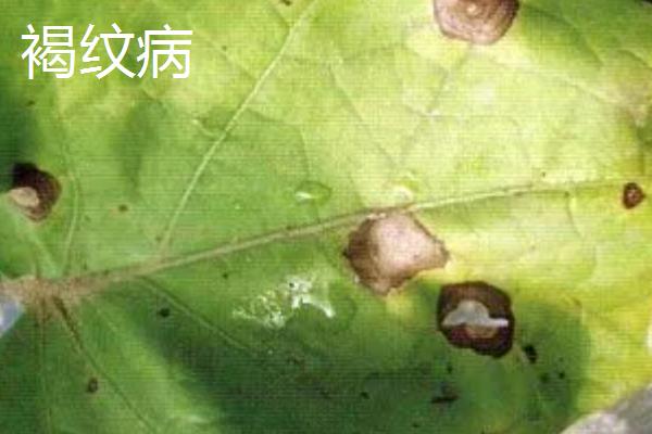 常见的茄子的病虫害，严重影响开花结实