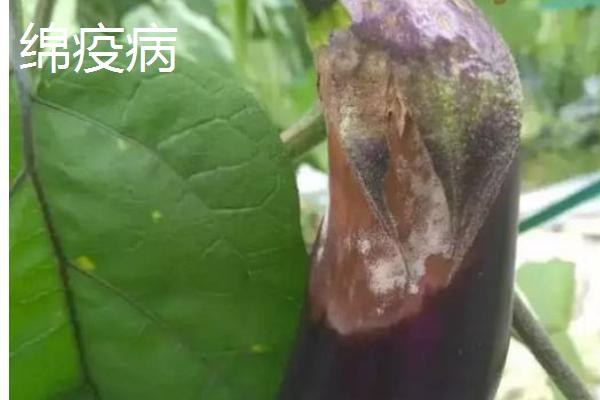 常见的茄子的病虫害，严重影响开花结实